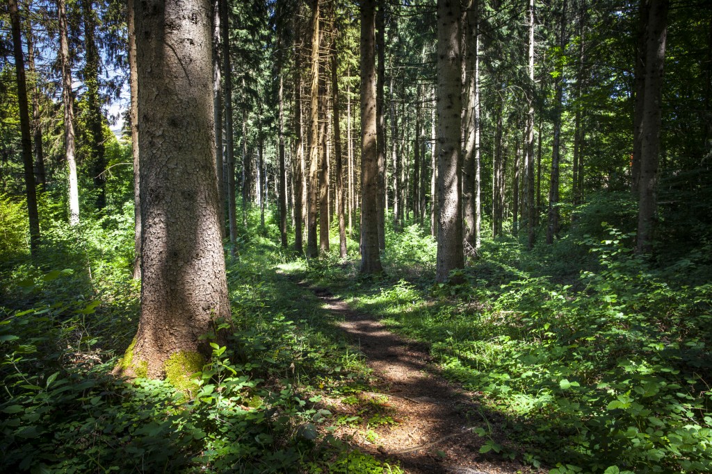 Translation of French forestry management standard for FSC France