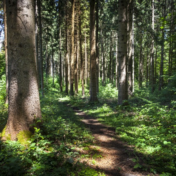 Translation of French forestry management standard for FSC France